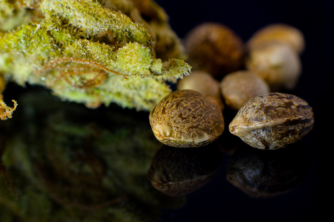 Close-up of a mature cannabis bud